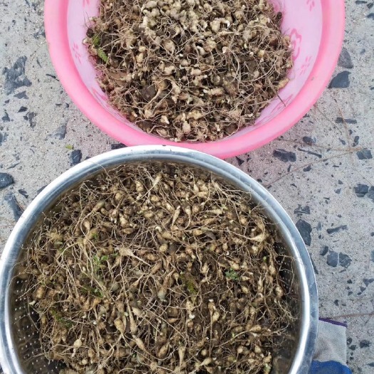 宣恩县竹节参种子 竹节参种苗