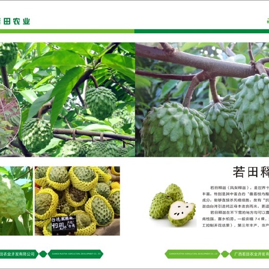 新世界苹果苗 凤梨释迦世界排名前三名贵水果十年没有掉过价格
