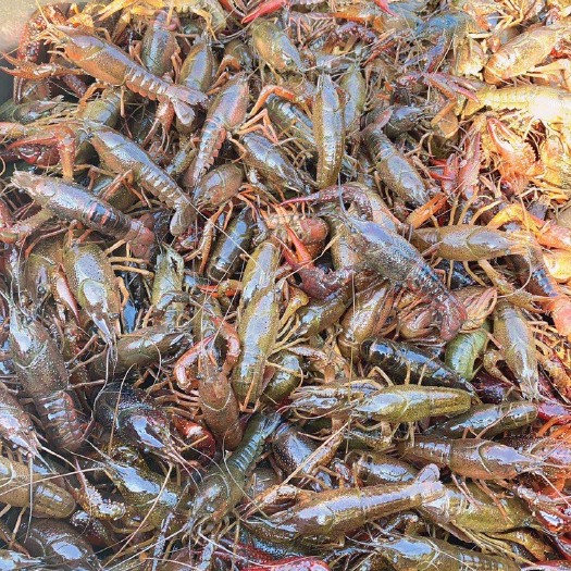 潜江市潜江小龙虾 中青4-6钱