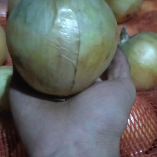 黄皮洋葱 混装通货