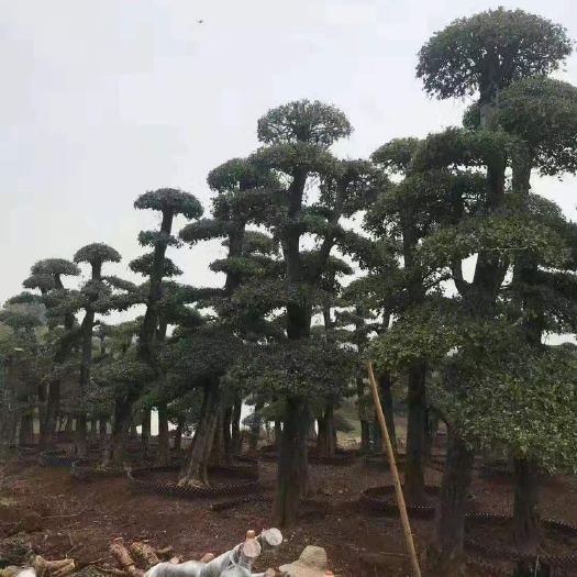 京山市 高杆对接白蜡。有需要的老板可以联系。