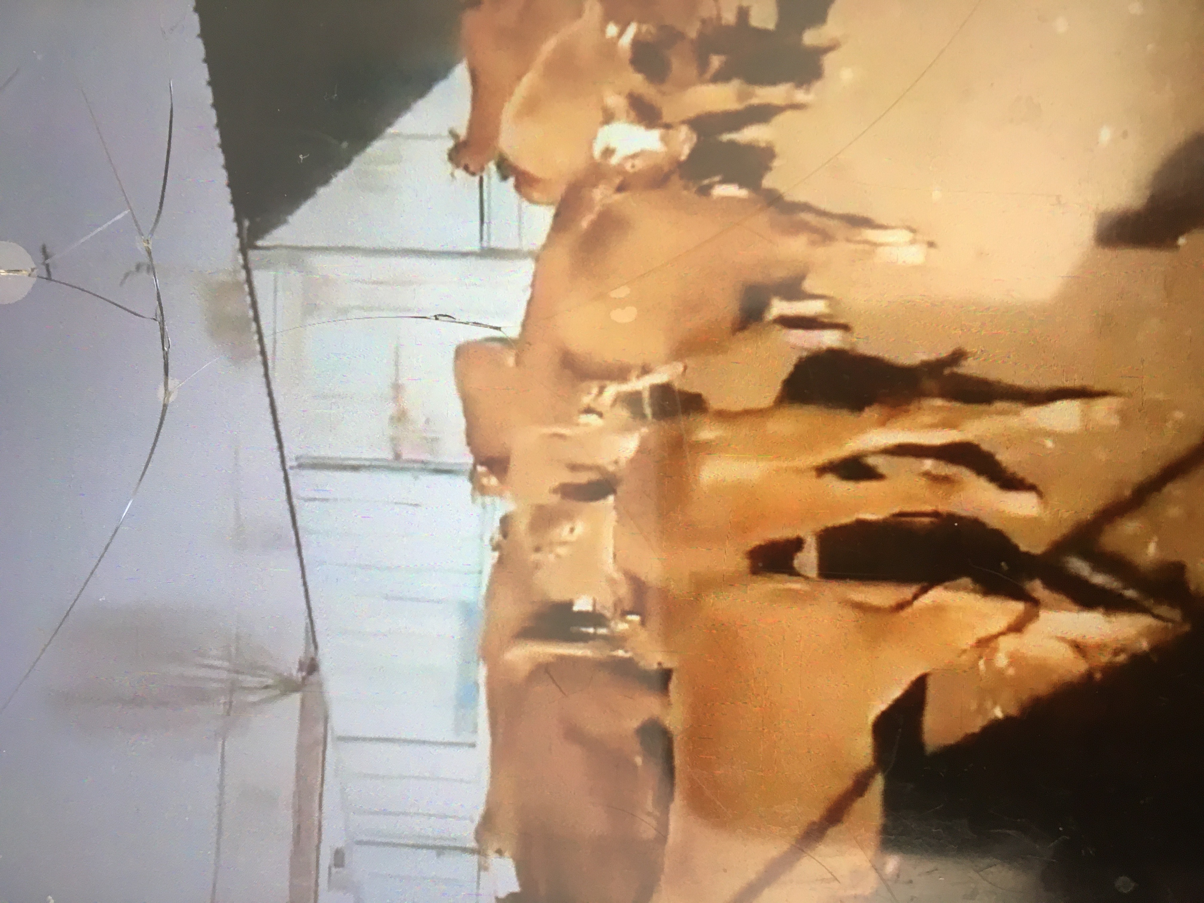  黄牛