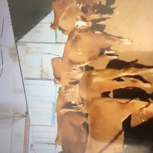 定襄县 黄牛