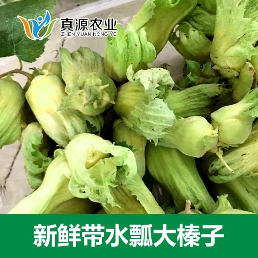 莒南县平欧榛子苗 2~4公分
