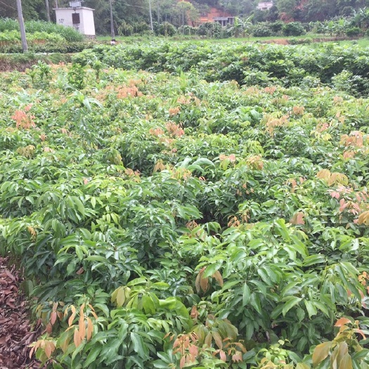 高州市白糖罂荔枝苗 粤西优质果苗