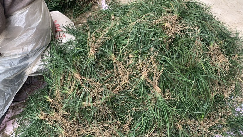 三台县 细叶麦冬草 玉龙草 麦冬苗
