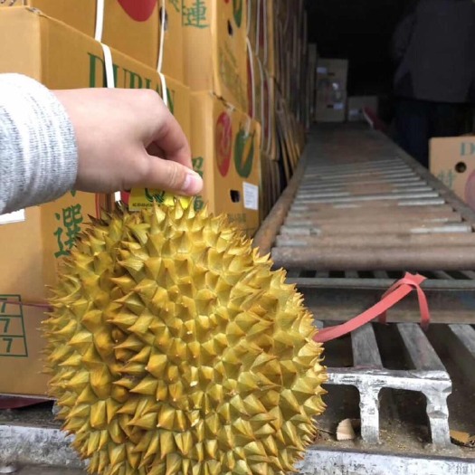 寿光市 一级金枕头榴莲