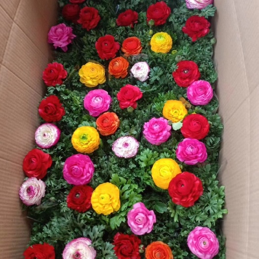 青州市芹叶牡丹大量供应每年十月一到春节都有货