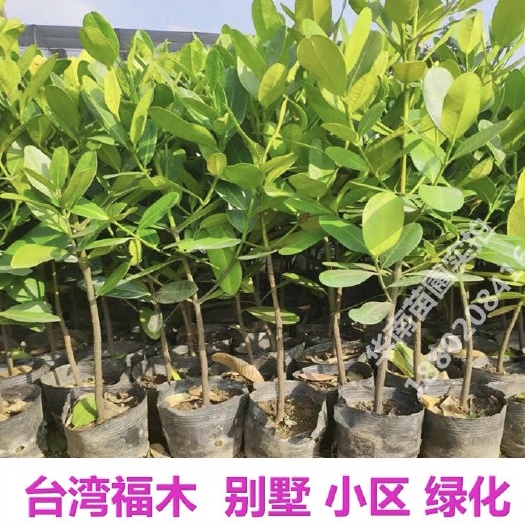 广州 菲岛福木苗盆栽室内外四季常青福木树别墅庭院行道绿化树