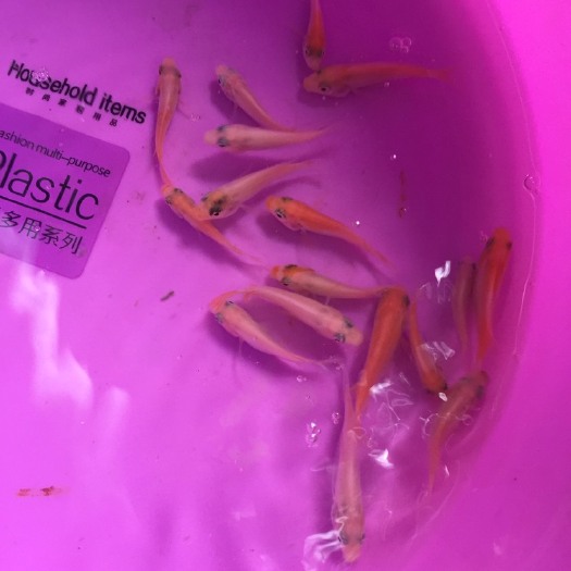 南宁 长期供应，星洲，单性红罗非鱼苗，快大品种