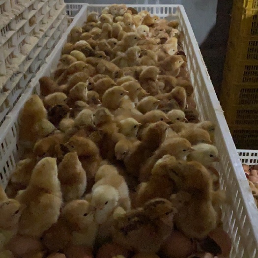 广汉市 黄杂鸡苗