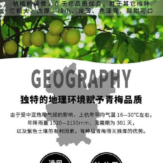上杭县乌梅 1.5cm以上