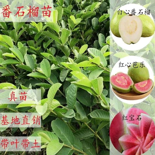 普宁市珍珠番石榴苗 珍珠番石榴果苗（芭乐）嫁接苗
