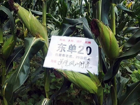 谷城县玉米种子 东单20高产玉米