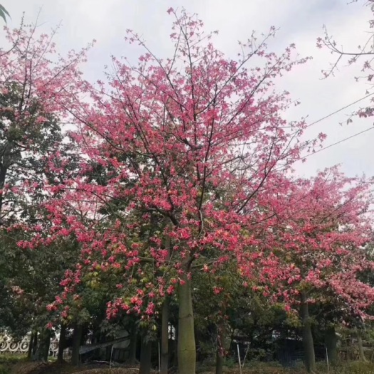  木棉花树苗美丽异木棉树苗大腹木棉树苗