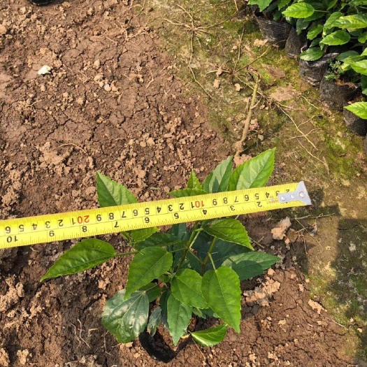 普宁市 大红花朱槿7斤袋多分枝 根系发达工程地被绿化专用苗原土原袋