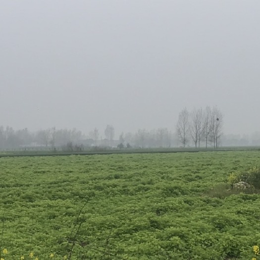 南阳艾草苗