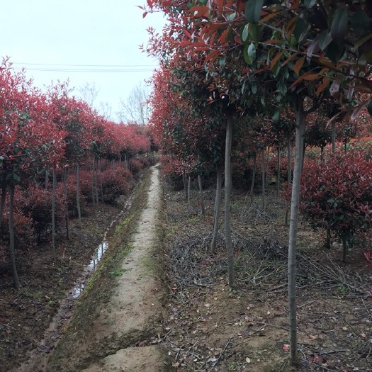 南京 红叶石楠树