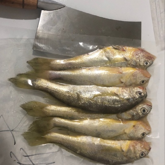临海市 东海捕抓新鲜黄花鱼小黄鱼纯东海黄花鱼