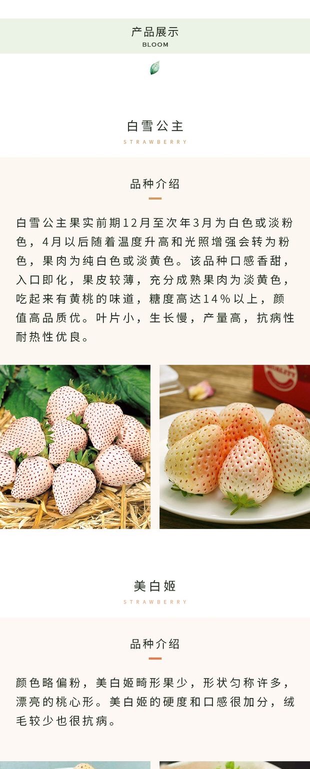 法兰地草莓苗 草莓苗四季奶油草莓苗白草莓苗南北方阳台种植