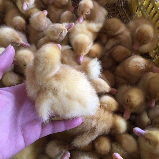 南宁 樱桃谷白鸭苗