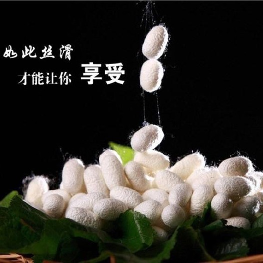 宁南县 优质春蚕蚕丝