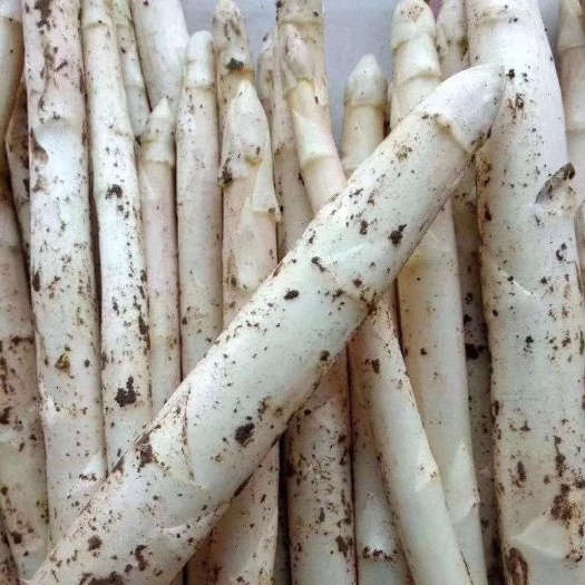 曹县 白芦笋蔬菜富含微量元素家庭农场