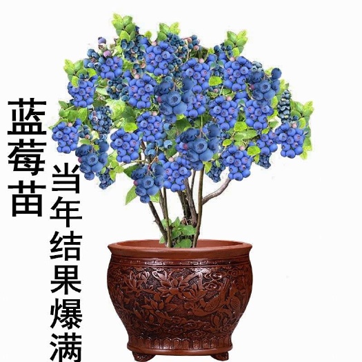 平邑县 蓝莓苗盆栽地栽特大蓝莓果树苗南方北方种植阳台庭院