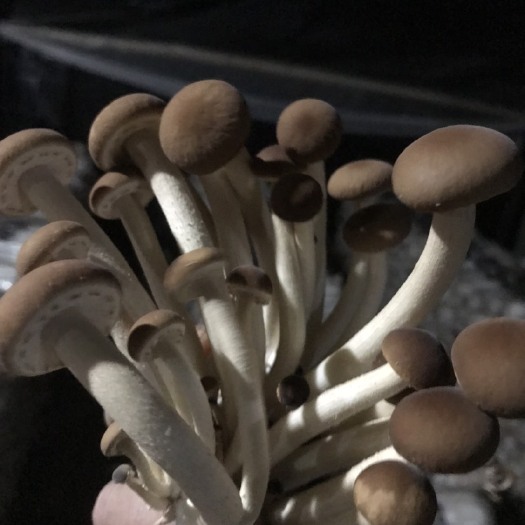 万载县普通茶树菇 淳朴民风民情