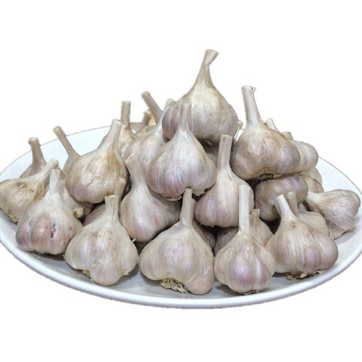 玉林蒜种硬叶广西特产仁东香蒜富硒精选尚品送礼佳品