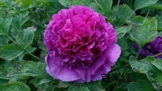 菏泽观赏牡丹，保成活，保质量