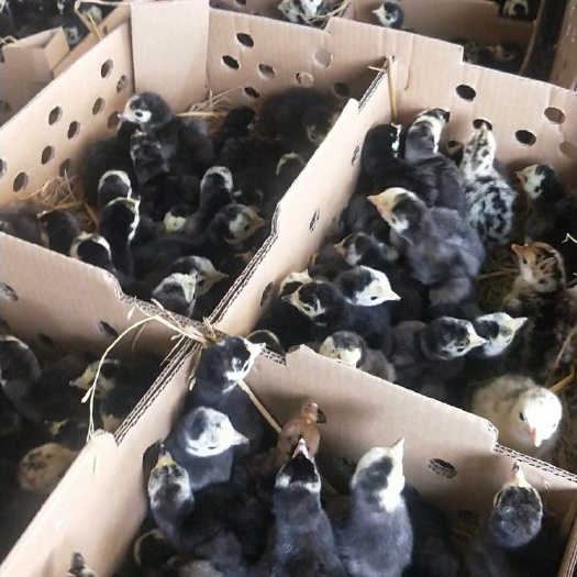 南宁 纯种火鸡苗   正品  包邮