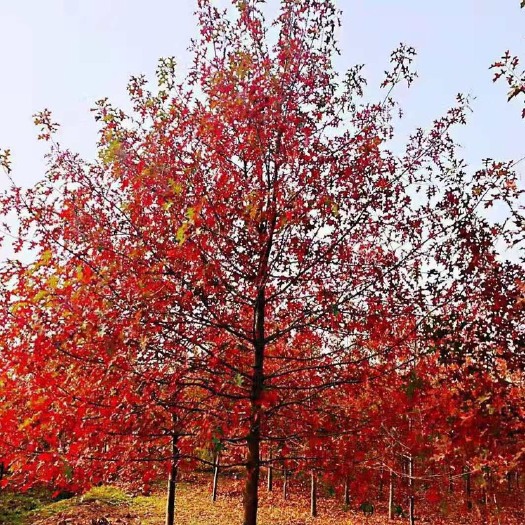 台州 火红娜塔栎 新红栎