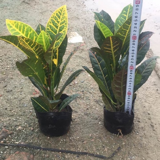 普宁市红色变叶木  变色木袋苗叶色、叶形变化丰富的观叶植物五彩