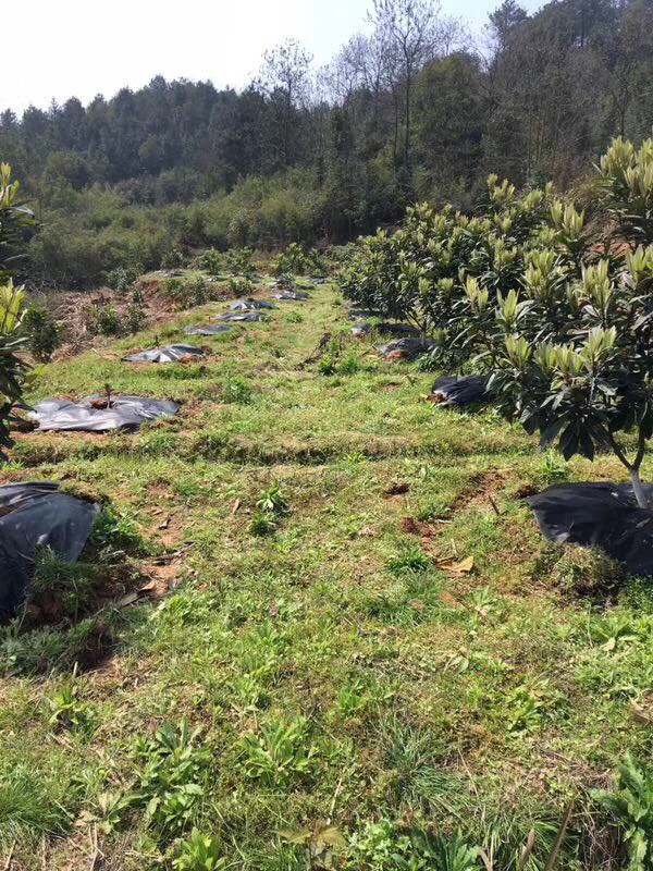  生态防草布两年多降解用3年，单张裁剪，透气透水，保湿保肥