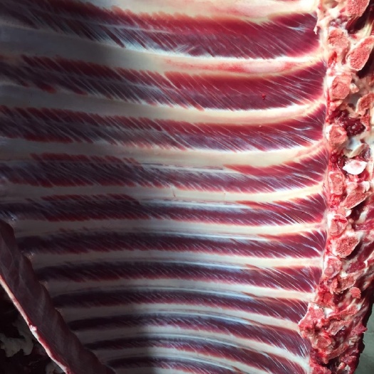 鲜驴肉  驴马排新鲜驴马排农家散养现杀马排骨