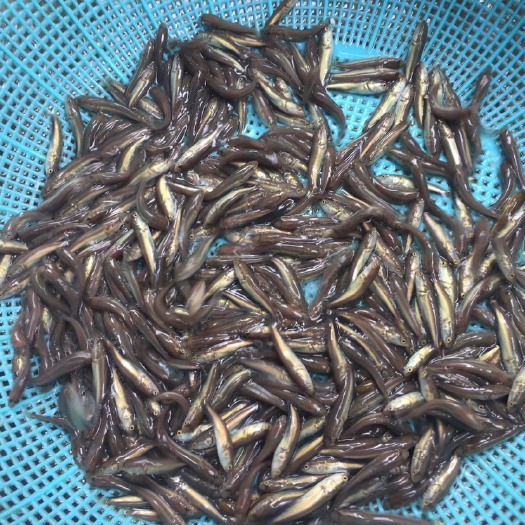 南宁生鱼苗  新苗，黑鱼苗，花鱼苗，生鱼，4需要的可以联系订购