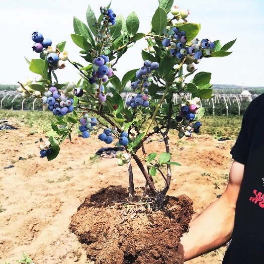 杭州兔眼蓝莓苗 蓝莓苗盆栽四季蓝莓树果苗南北方庭院地栽脱毒果树苗