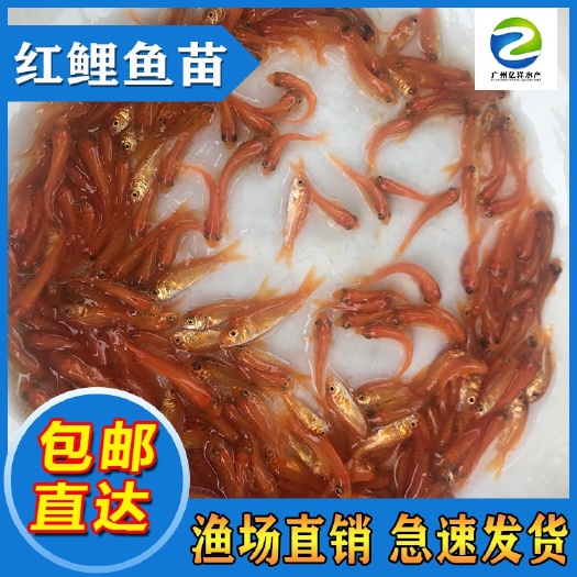 广州金丝红鲤鱼苗 兴国红鲤鱼 淡水养殖鱼苗批发