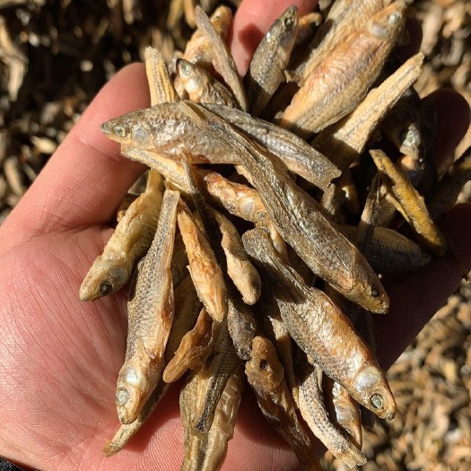 岳阳小麦穗鱼干 我就是做干鱼批发的，一手货源