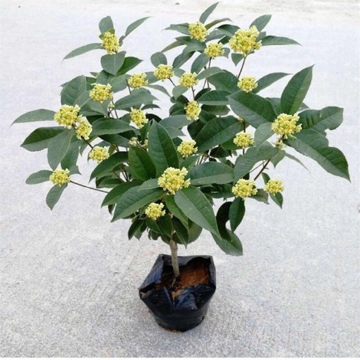 平邑县桂花树苗盆栽庭院绿化美观浓香型花卉绿植室内好养易活