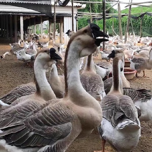 阳江 散养鹅