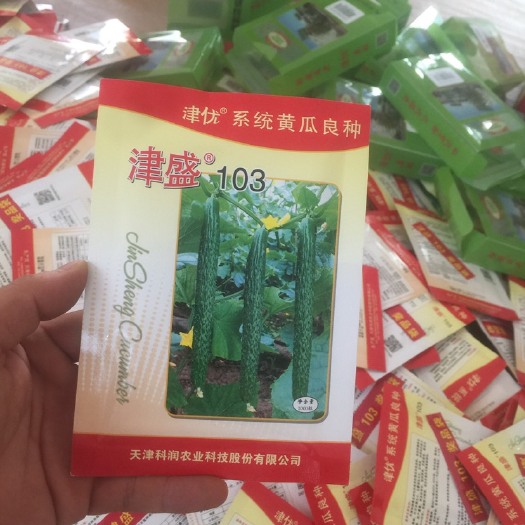 黄瓜种苗 天津科润黄瓜研究所津盛系列，嫁接强磁全雌短粗把密刺油亮大黄苗