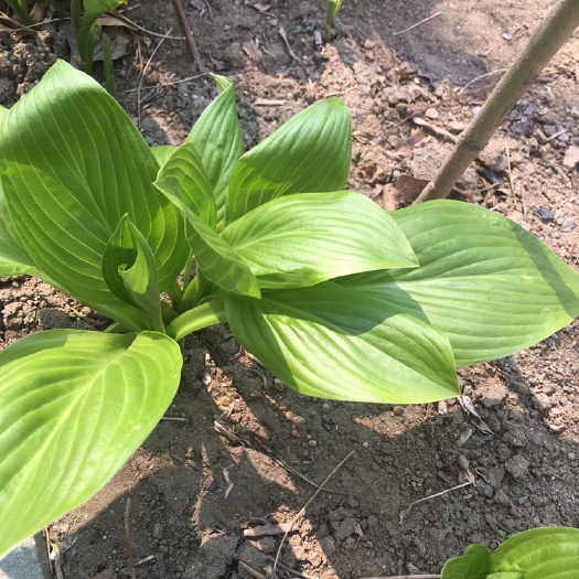 丹东玉簪花 玉簪大量批发，价格公道。