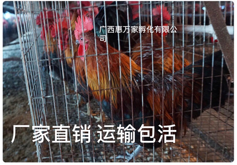 南宁青脚土鸡苗  厂家直销 已打好第一针疫苗 全国运输 品种纯
