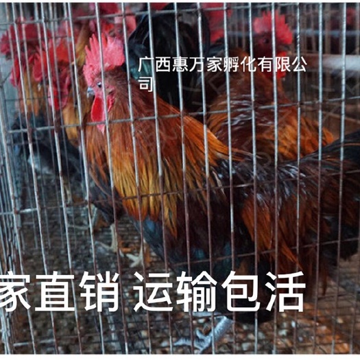 青脚土鸡苗  厂家直销 已打好第一针疫苗 全国运输 品种纯