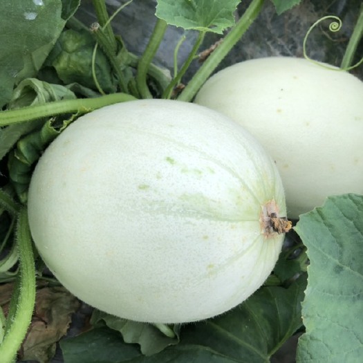 上海玉菇甜瓜 2.5斤以上