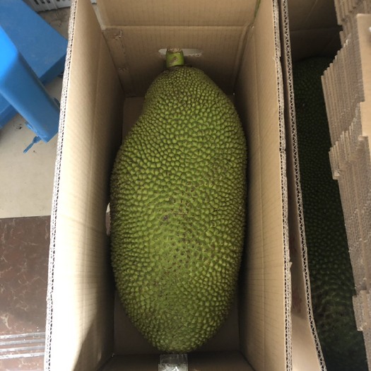 海口 吹着海风长大的菠萝蜜