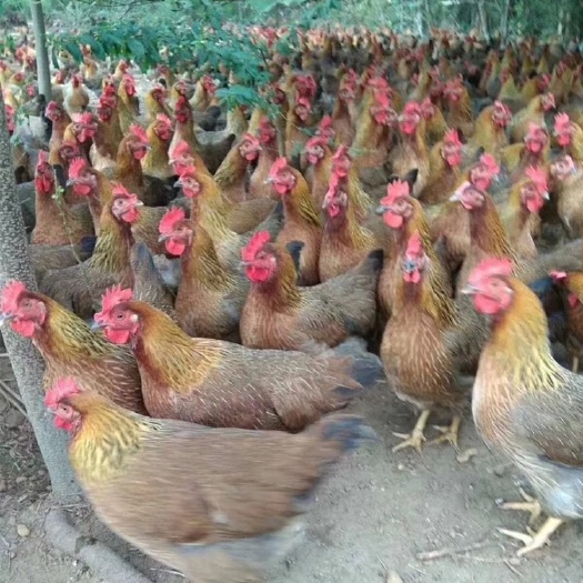 南宁 清远麻鸡苗