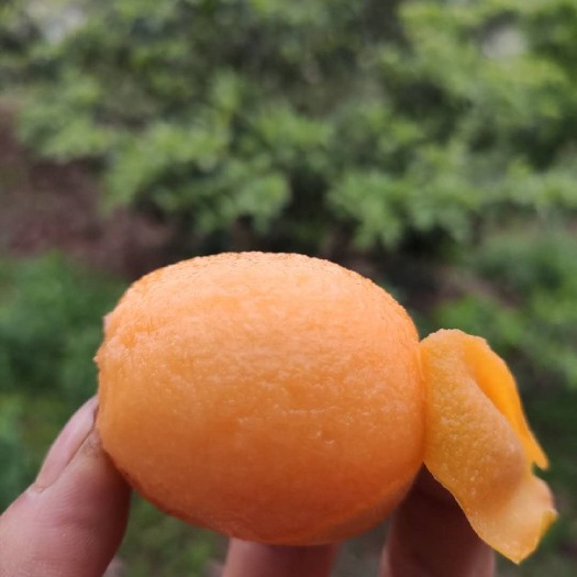 成都 枇杷 五星枇杷